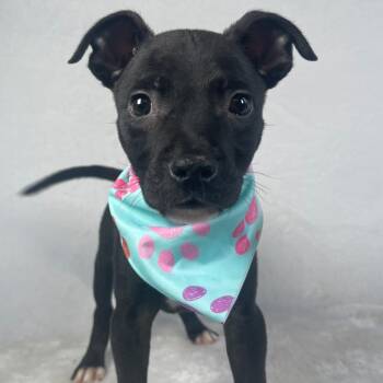 Rescue Mixed Breed Dogs for Adoption in Johnson City, Tennessee - Alvin | PetCurious