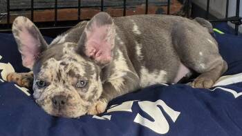 Reggie -  French Bulldog Dog for Adoption in Momence, Illinois - Reggie | PetCurious