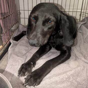 Mixed Breed Dogs Available for Adoption - Marcello | PetCurious