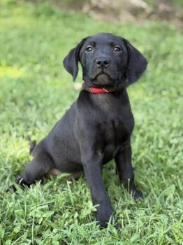 Wish -  Labrador Retriever and Golden Retriever Dog for Adoption in Malvern, Pennsylvania - Wish | PetCurious