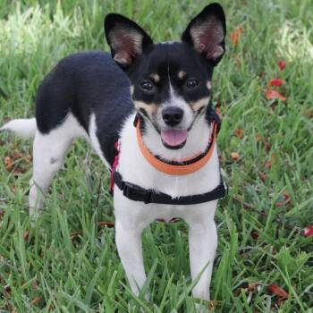 Gypsy -  Chihuahua and Mixed Breed Dog for Adoption in Miami, Florida - Gypsy | PetCurious
