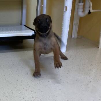 Brookie 8129 -  German Shepherd Dog and Mixed Breed Dog for Adoption in Loxahatchee Groves, Florida - Brookie 8129 | PetCurious