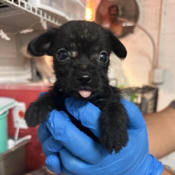 Fruity Pebbles -  Terrier Dog for Adoption in Edinburg, Texas - Fruity Pebbles | PetCurious