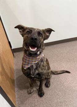 Bailey- Prison Program Graduate -  German Shepherd Dog Dog for Adoption in Sault Ste. Marie, Michigan - Bailey- Prison Program Graduate | PetCurious