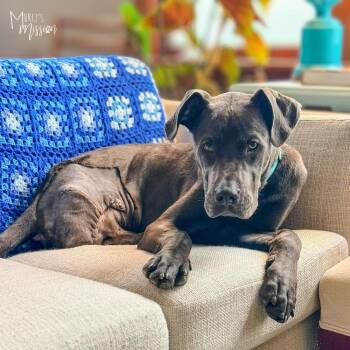 Hamlet -  Great Dane Dog for Adoption in Spokane, Washington - Hamlet | PetCurious