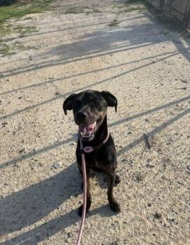 Jax -  Mixed Breed Dog for Adoption in Atlanta, Georgia - Jax | PetCurious