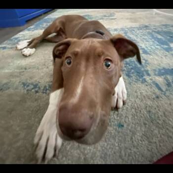 Rescue Pit Bull Terrier and Rottweiler Dogs for Adoption in Lynchburg, Virginia - Brady | PetCurious