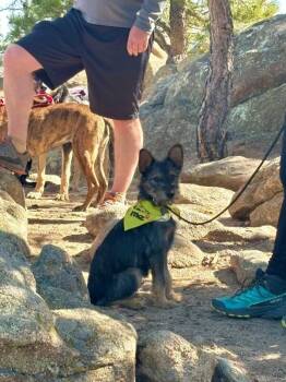 Shepherd and Terrier Dogs Available for Adoption in Boulder, Colorado - Kebab | PetCurious