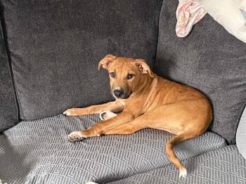 Riker -  American Staffordshire Terrier Dog for Adoption in Pottstown, Pennsylvania - Riker | PetCurious