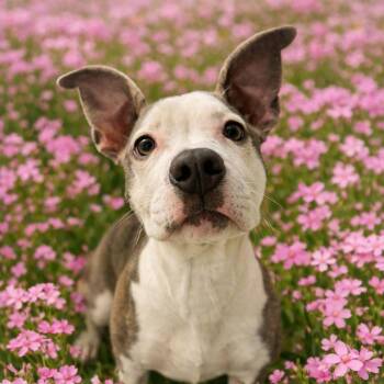 Pit Bull Terrier Dogs Available for Adoption - Wilma | PetCurious