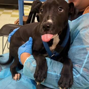 Corvus -  Mixed Breed Dog for Adoption in Philadelphia, Pennsylvania - Corvus | PetCurious