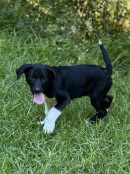 Junior -  Great Pyrenees and Catahoula Leopard Dog Dog for Adoption in Alexandria, Louisiana - Junior | PetCurious