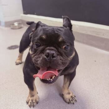 Mochi -  French Bulldog Dog for Adoption in Tylertown, Mississippi - Mochi | PetCurious