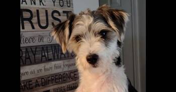 Oreo -  Terrier Dog for Adoption in Evansville, Indiana - Oreo | PetCurious