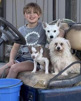 Mixed Breed Dogs Available for Adoption - Fennec | PetCurious