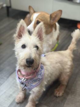 Matilda -  Scottish Terrier Dog for Adoption in Mahwah, New Jersey - Matilda | PetCurious