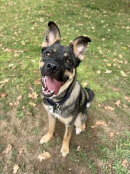 Rue -  German Shepherd Dog Dog for Adoption in Roseburg, Oregon - Rue | PetCurious