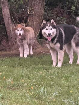 Alaskan Malamute and Australian Cattle Dog Blue Heeler Dogs Available for Adoption - Nature Dawgs : Tundra | PetCurious