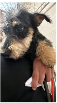 Pepper -  Terrier Dog for Adoption in Portland, Maine - Pepper | PetCurious