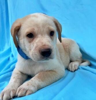 Rescue Australian Shepherd and Golden Retriever Dogs for Adoption in Morton Grove, Illinois - Harper | PetCurious