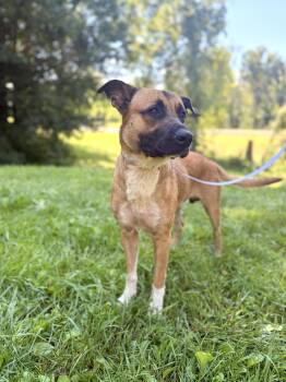Diesel -  Belgian Shepherd Malinois and Mixed Breed Dog for Adoption in Gradyville, Kentucky - Diesel | PetCurious