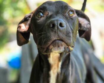Bindi -  Hound and Terrier Dog for Adoption in Anniston, Alabama - Bindi | PetCurious