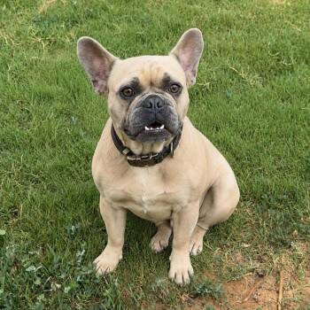 Burtie -  French Bulldog Dog for Adoption in Pelham, New Hampshire - Burtie | PetCurious
