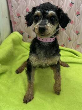 Poodle Dogs Available for Adoption in Pacolet, South Carolina - Ru Mar 26 | PetCurious