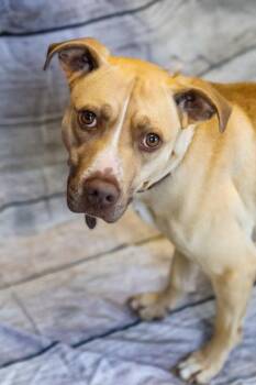 Chip -  Mixed Breed Dog for Adoption in Dothan, Alabama - Chip | PetCurious