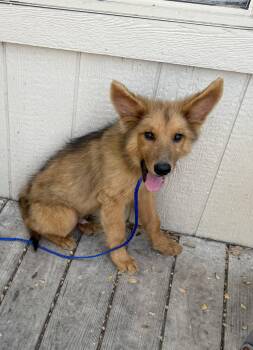 Rescue German Shepherd Dog Dogs for Adoption in Round Rock, Texas - Stan | PetCurious