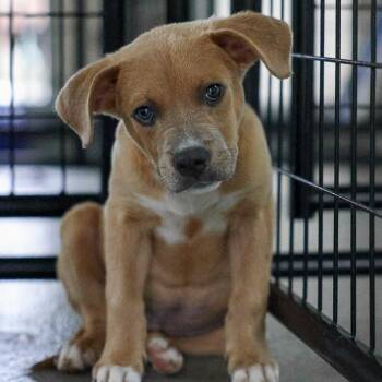 Emmett -  Mixed Breed Dog for Adoption in Bradenton, Florida - Emmett | PetCurious