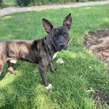Rescue Mixed Breed Dogs for Adoption in Davenport, Iowa - Bohdi | PetCurious