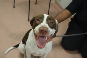 Rescue Mixed Breed Dogs for Adoption in Columbia, South Carolina - MAVERICK | PetCurious