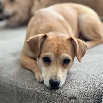 Chihuahua and Mixed Breed Dogs Available for Adoption - Sweetie | PetCurious