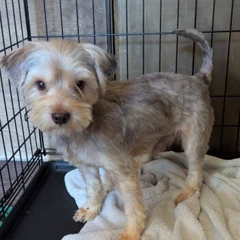 Rescue Yorkshire Terrier Dogs for Adoption in Houston, Texas - David Bowie (Dallas) | PetCurious