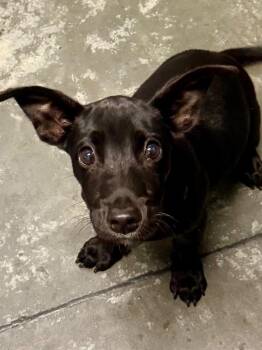 Alex -  Mixed Breed Dog for Adoption in Henderson, North Carolina - Alex | PetCurious