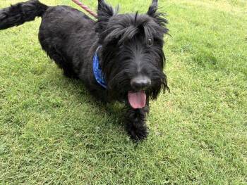 Carson -  Scottish Terrier Dog for Adoption in Canutillo, Texas - Carson | PetCurious