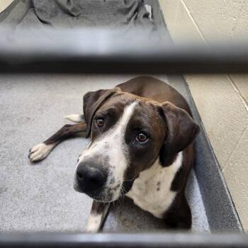 Duke -  Mixed Breed Dog for Adoption in Cedaredge, Colorado - Duke | PetCurious