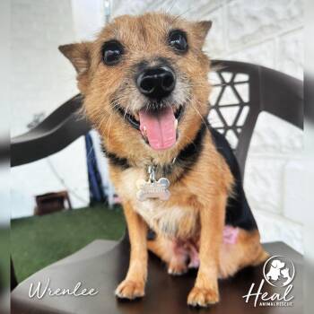 Wrenlee -  Terrier Dog for Adoption in Youngwood, Pennsylvania - Wrenlee | PetCurious