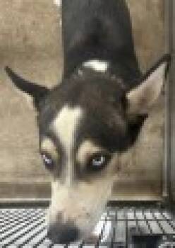Rescue Siberian Husky Dogs for Adoption in San Bernardino, California - CHARLIE | PetCurious