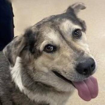 Australian Shepherd and Mixed Breed Dogs Available for Adoption - Beans | PetCurious