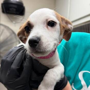 Mixed Breed and Terrier Dogs Available for Adoption - Phoebe | PetCurious