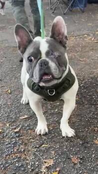 LUNA -  French Bulldog Dog for Adoption in Margate, Florida - LUNA | PetCurious
