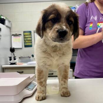 Dixie -  Standard Poodle and Mixed Breed Dog for Adoption in Evansville, Indiana - Dixie | PetCurious