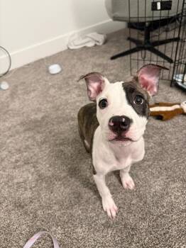 Clover (FOSTERED LOCALLY) -  Pit Bull Terrier Dog for Adoption in Leverett, Massachusetts - Clover (FOSTERED LOCALLY) | PetCurious
