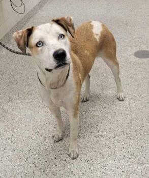 Pacino -  Pit Bull Terrier and Mixed Breed Dog for Adoption in Kansas City, Missouri - Pacino | PetCurious