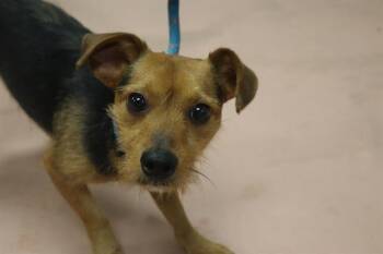 JAY JAY -  Mixed Breed Dog for Adoption in Columbia, South Carolina - JAY JAY | PetCurious
