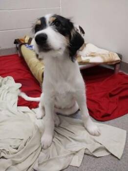 Ella -  Cattle Dog and Mixed Breed Dog for Adoption in Beatrice, Nebraska - Ella | PetCurious