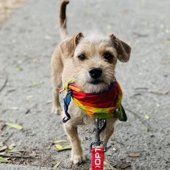 KYLIE -  Wirehaired Terrier and Chihuahua Dog for Adoption in Richmond, California - KYLIE | PetCurious