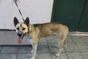 Rescue Shepherd and Mixed Breed Dogs for Adoption in Weatherford, Texas - Raymond | PetCurious